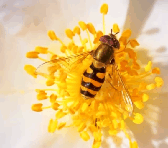 Le marché de Griselle – Pollen de fleurs